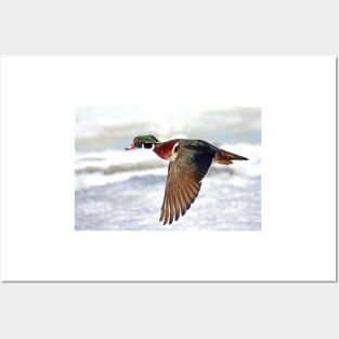 Colourful flight - Wood Duck Posters and Art